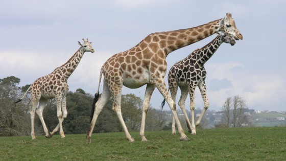 A family of giraffes at Fota Wildlife Park