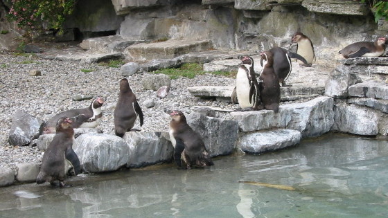 The Humboldt Penguin compound inside Dublin Zoo.