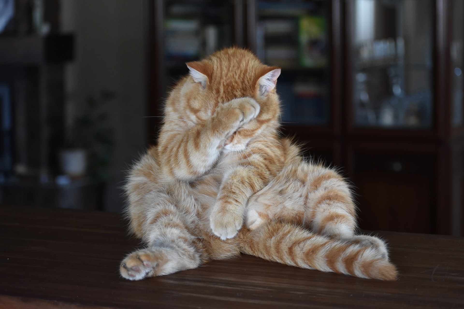 Gato con la pata puesta en la cara