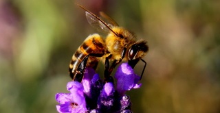 Abeja