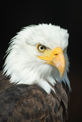 Águila