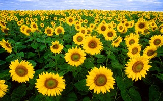 Girasoles