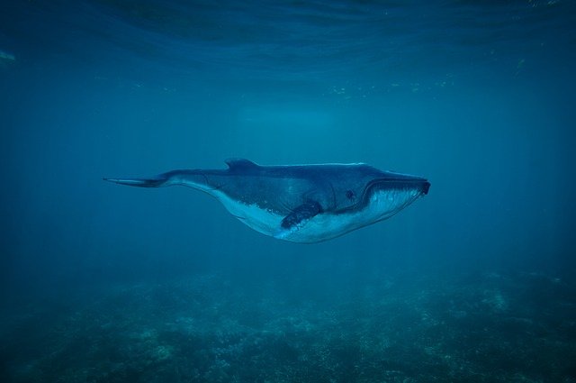 Ballena océano mar Ballena océano mar