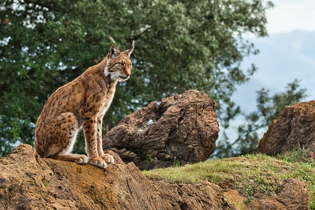 lince ibérico felino lince ibérico
