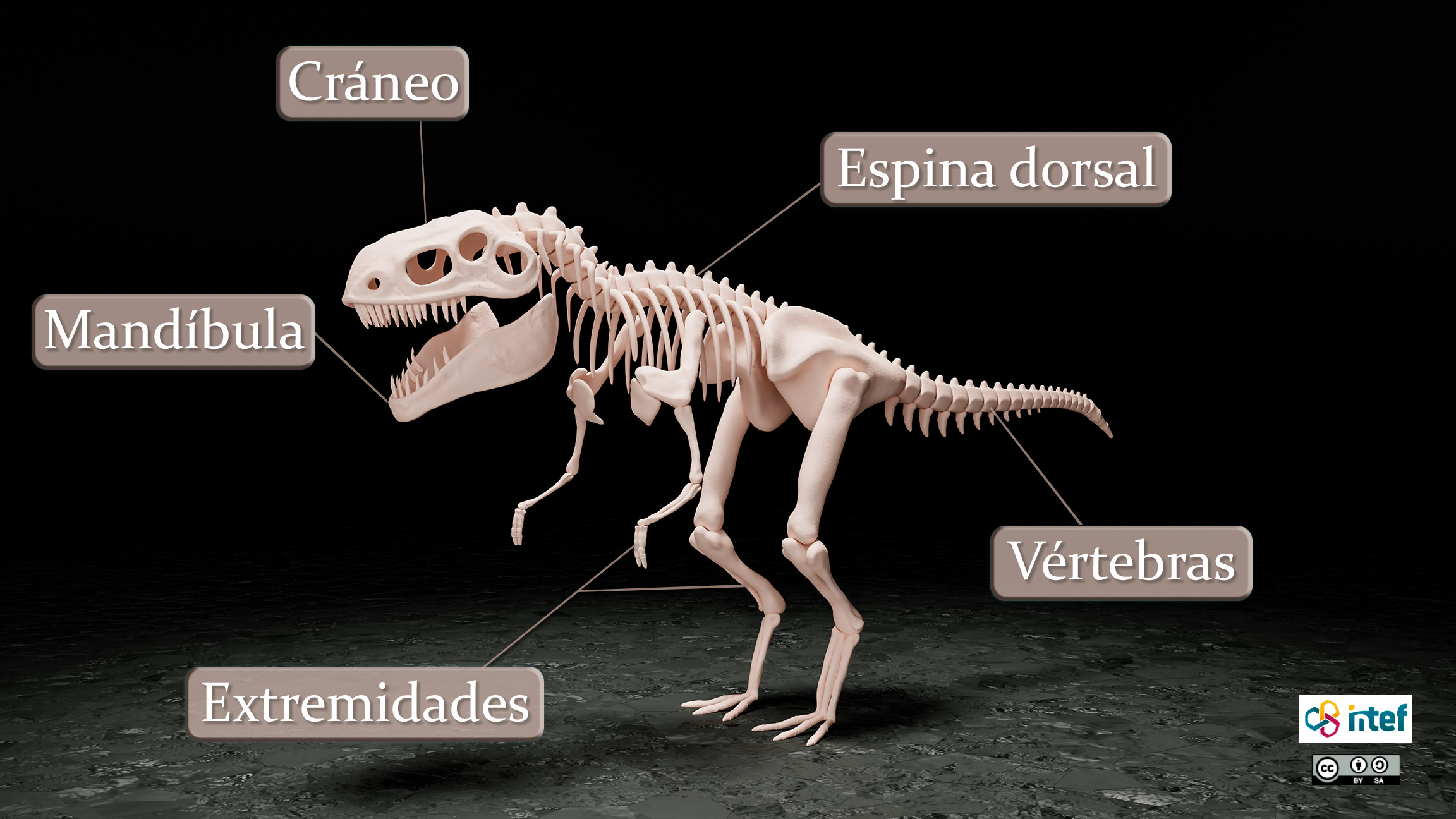Esqueleto de un dinosaurio