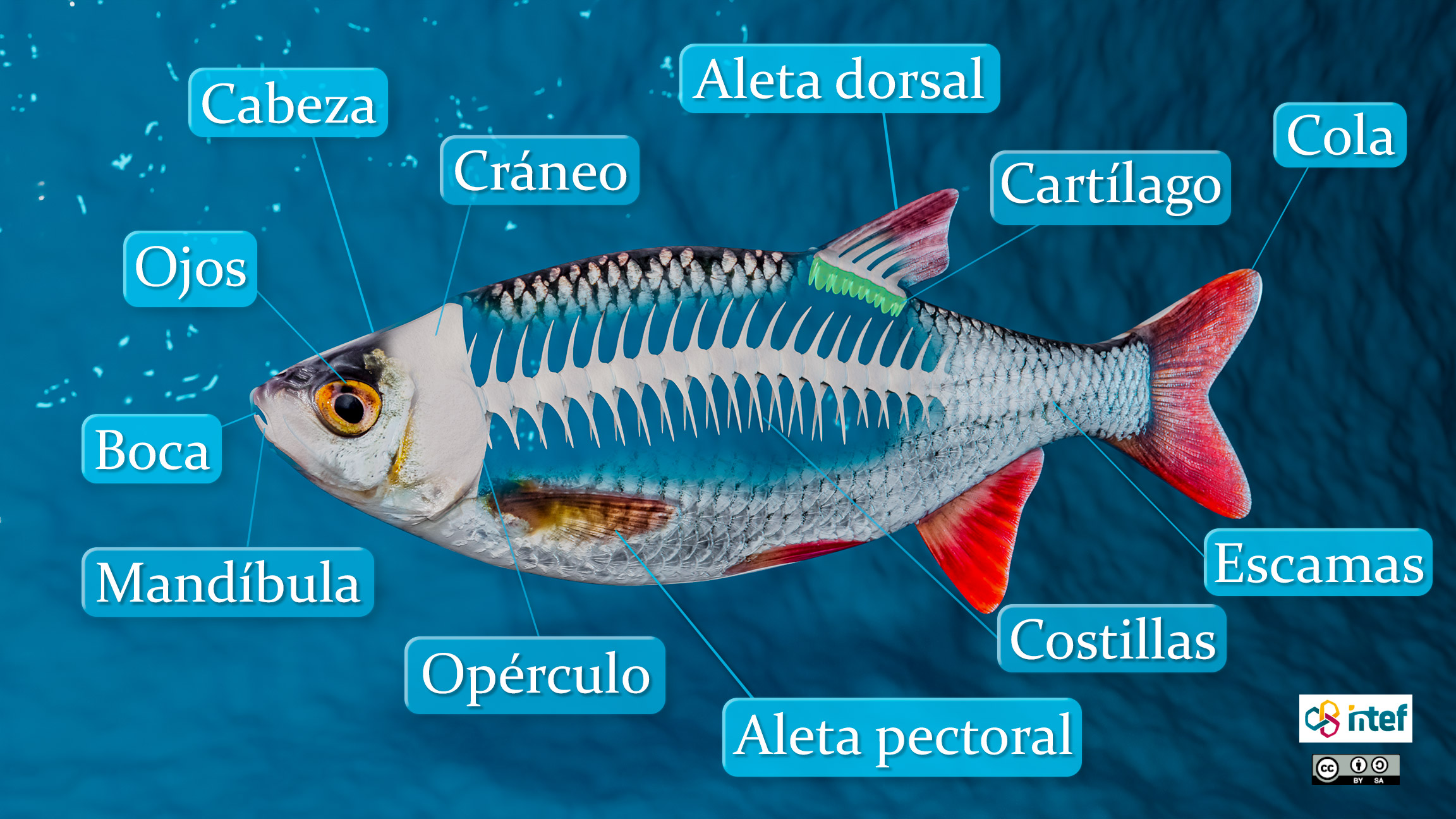 Anatomía de un pez