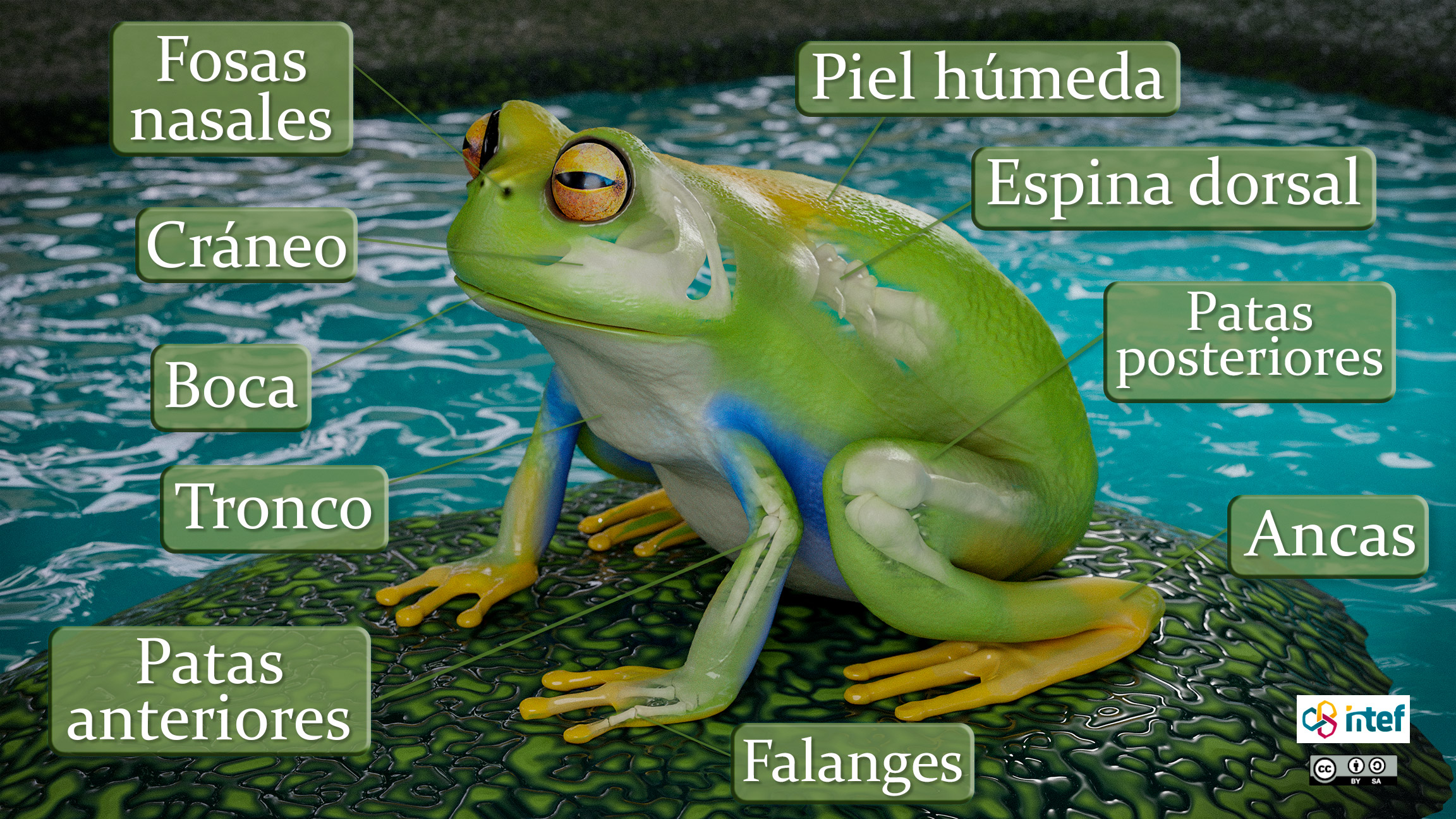 Anatomía de anfibio Anatomía de anfibio