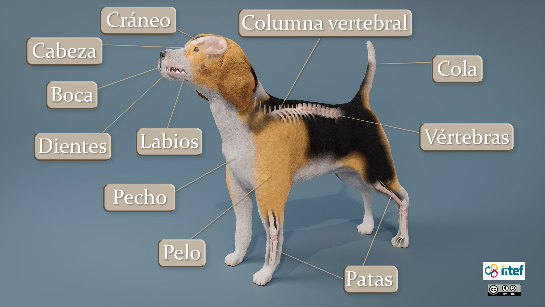 Anatomía de un perro