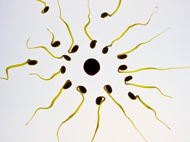Espermatozoides llegando al óvulo Espermatozoides llegando al óvulo