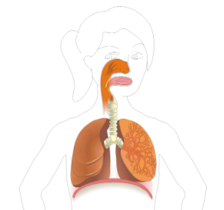 Aparato respiratorio