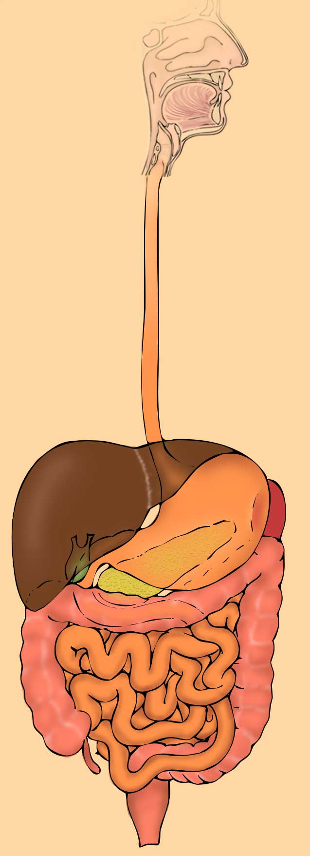 Órganos del aparato digestivo