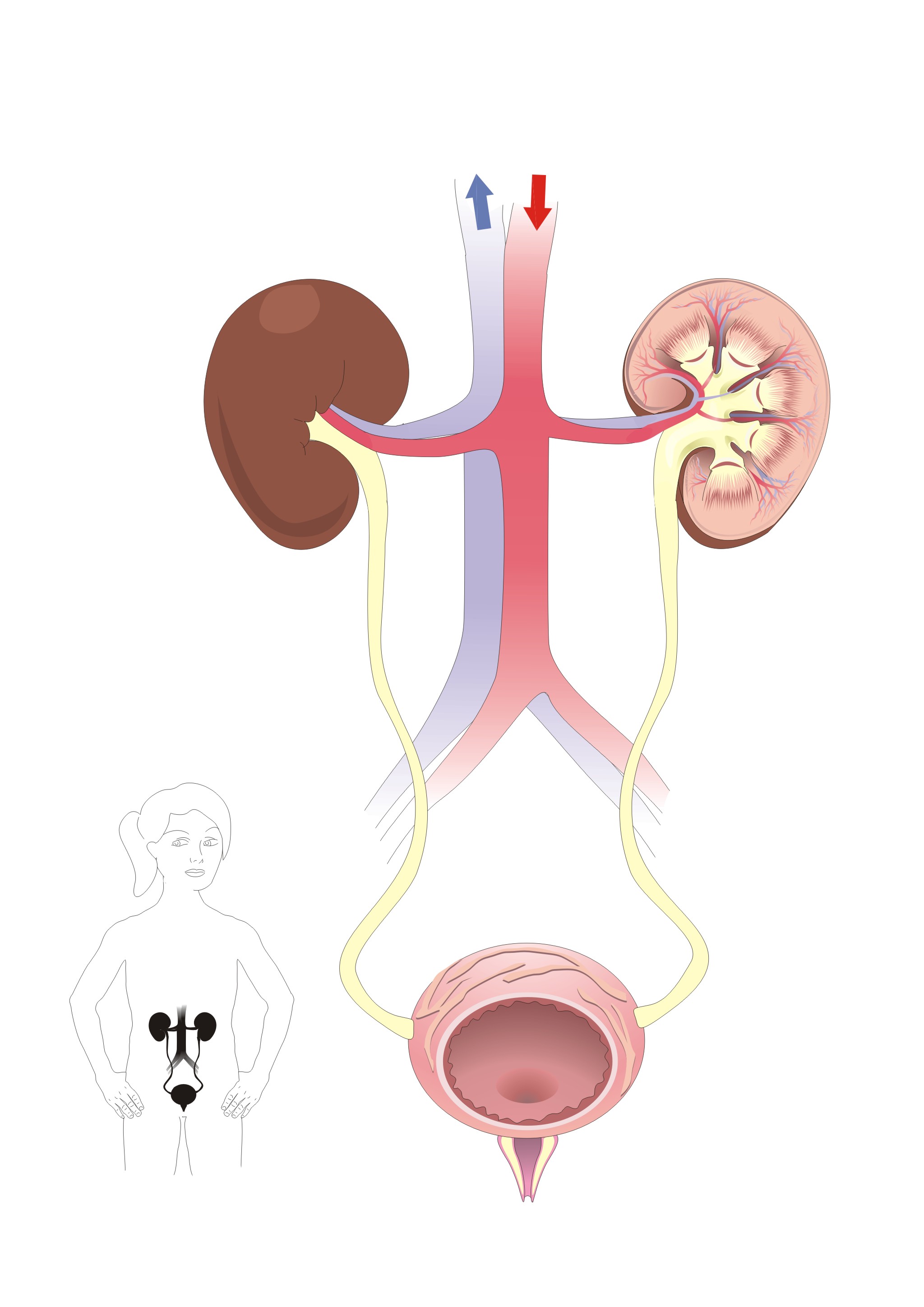 Aparato excretor