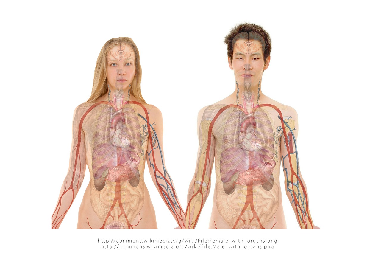 Cuerpo humano Anatomía del cuerpo de un chico y una chica visionando sus aparatos y órganos internos.