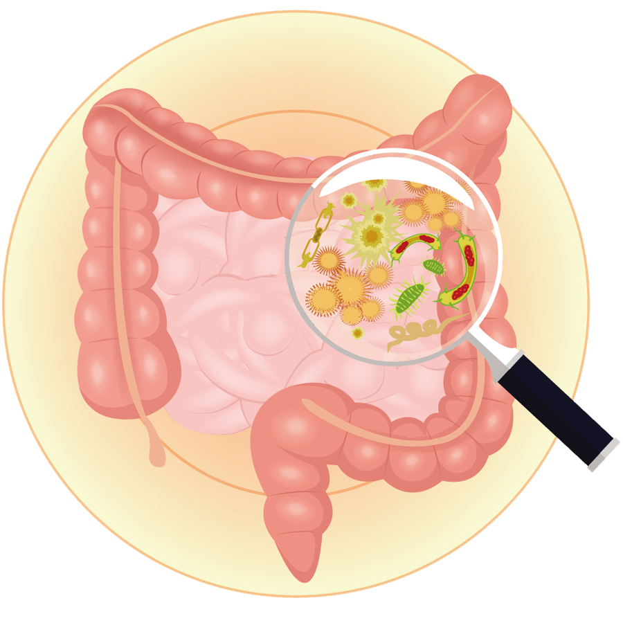 Intestino grueso y representada por medio de dibujos la flora intestinal