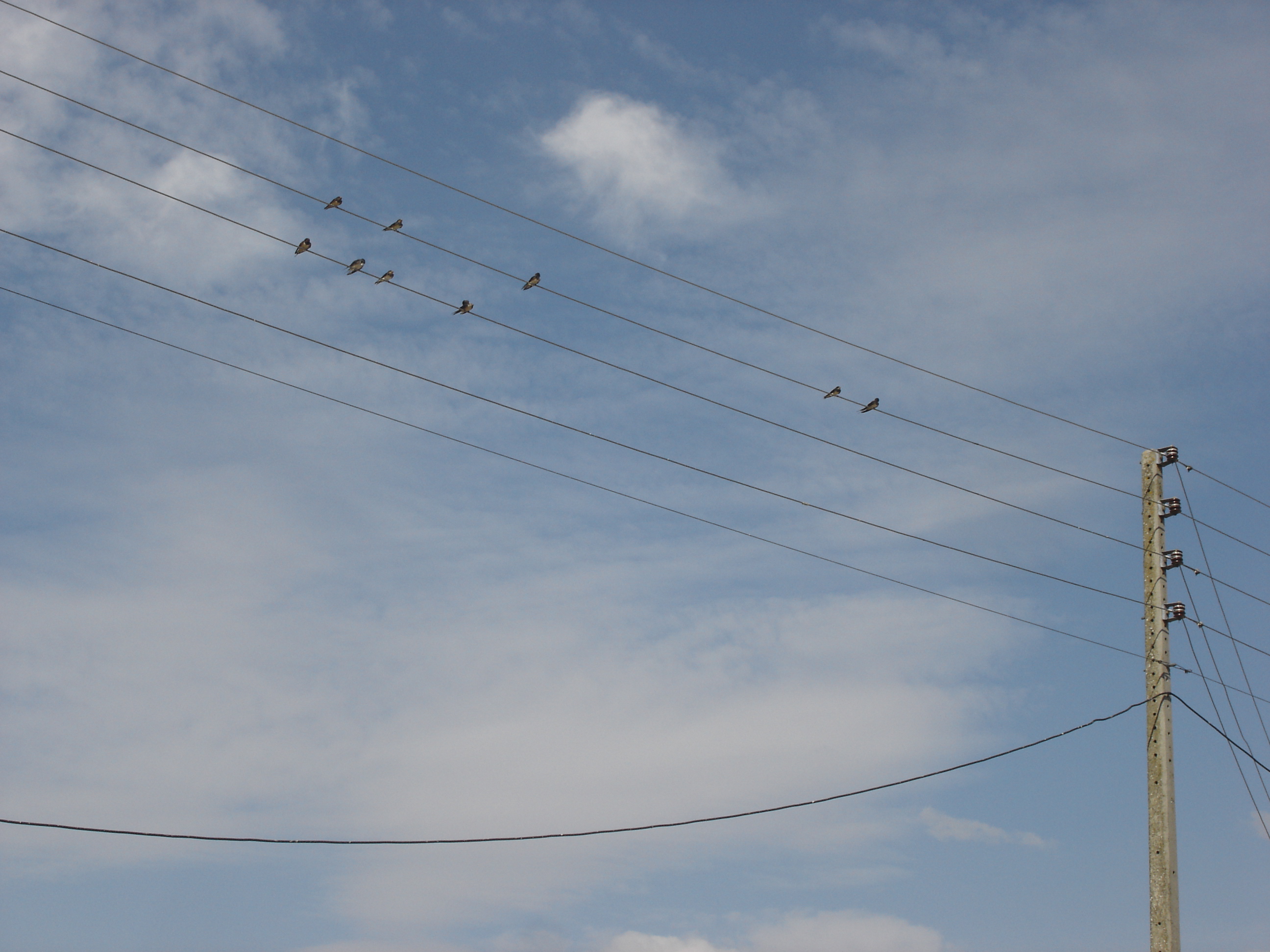 Pájaros posados en cables Cables y postes eléctricos con aves posadas