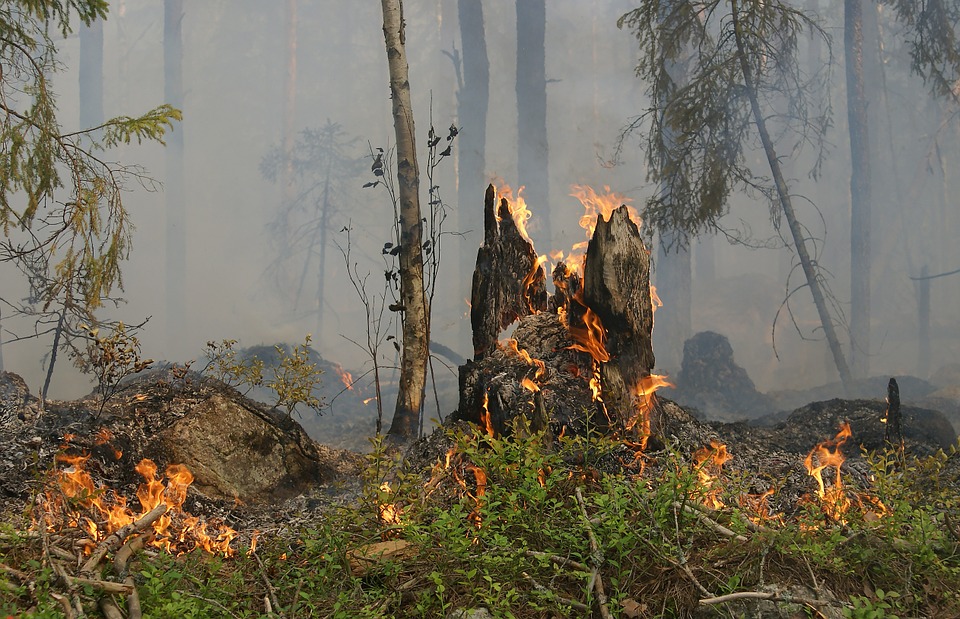 Incendio forestal En la imagen aparece un incendio en una zona forestal, arrasando con toda la vegetación.
