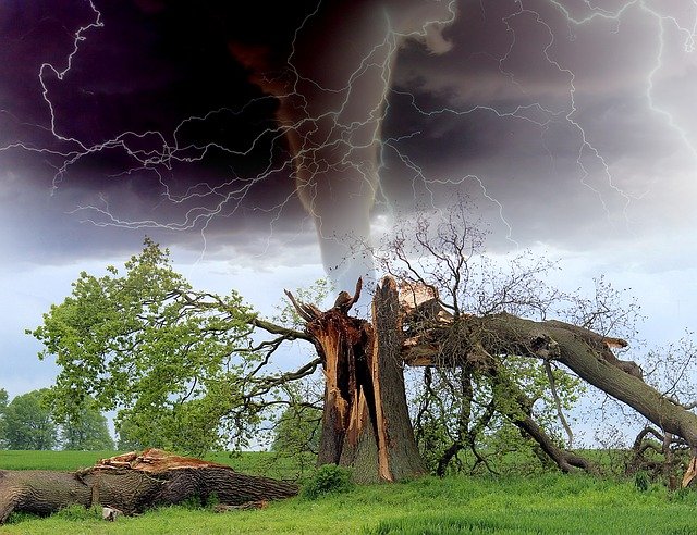 Rayos y árboles En la imagen aparecen varios rayos que caen sobre un árbol.