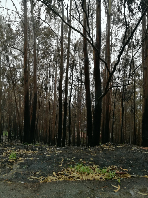 Deforestación por incendios Bosque de eucaliptos quemado