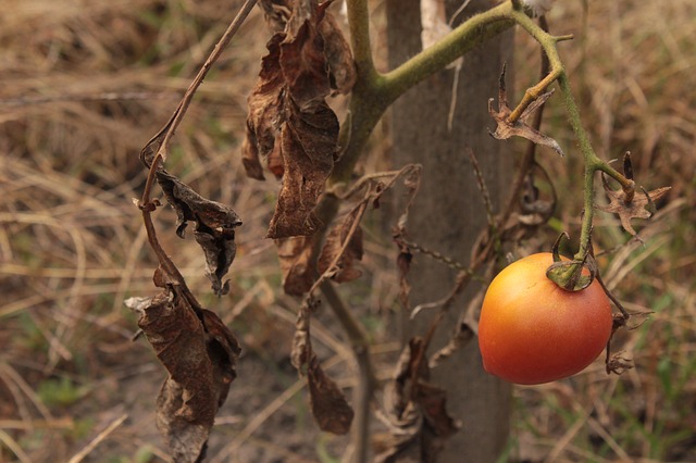 Tomato En la imagen aparece una cosecha de tomate con sequía en el cultivo.
