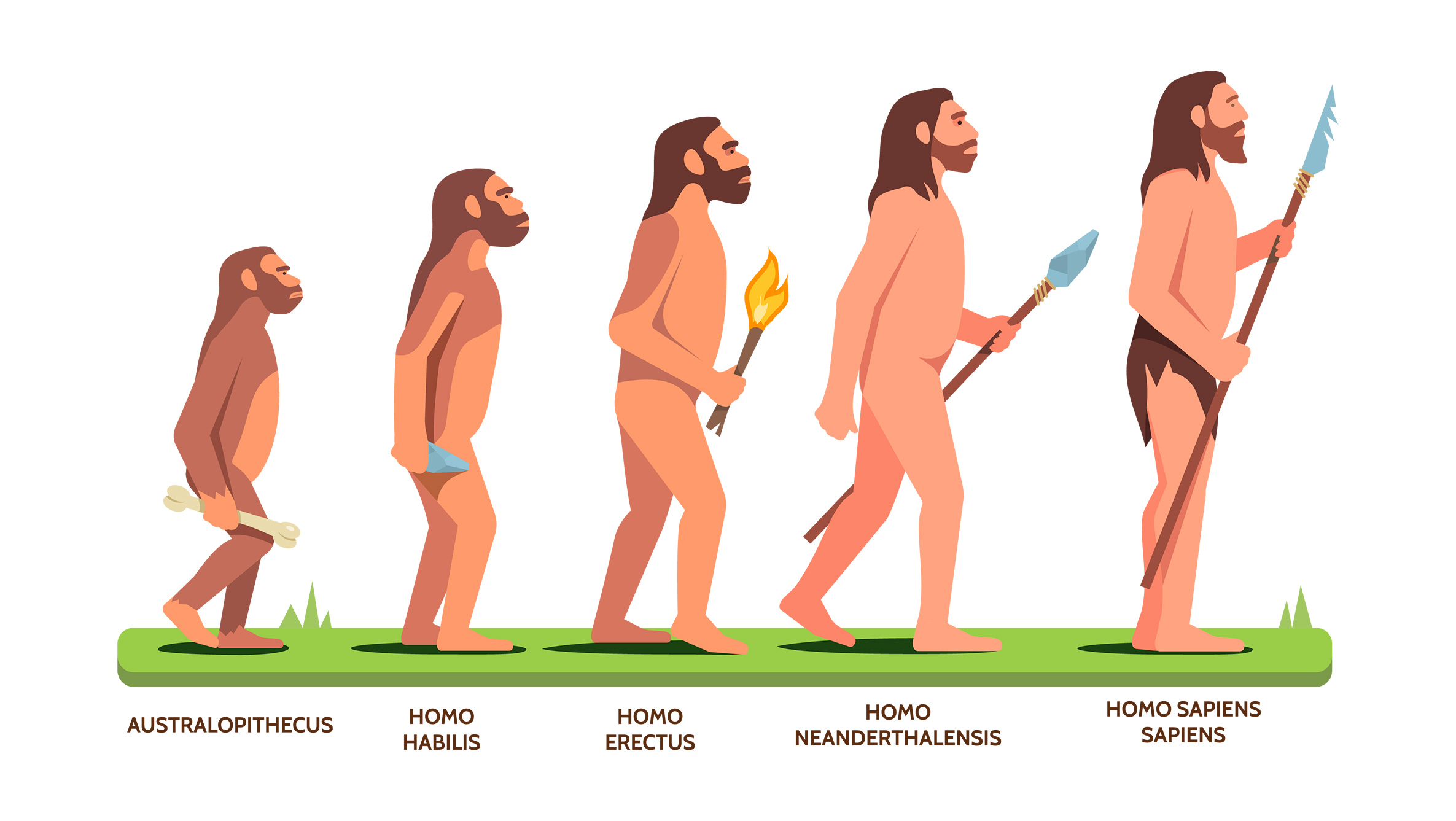 evolucion humano