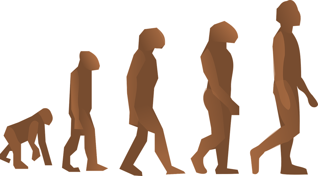 Ilustración que representa las diferentes etapas en el proceso de hominización