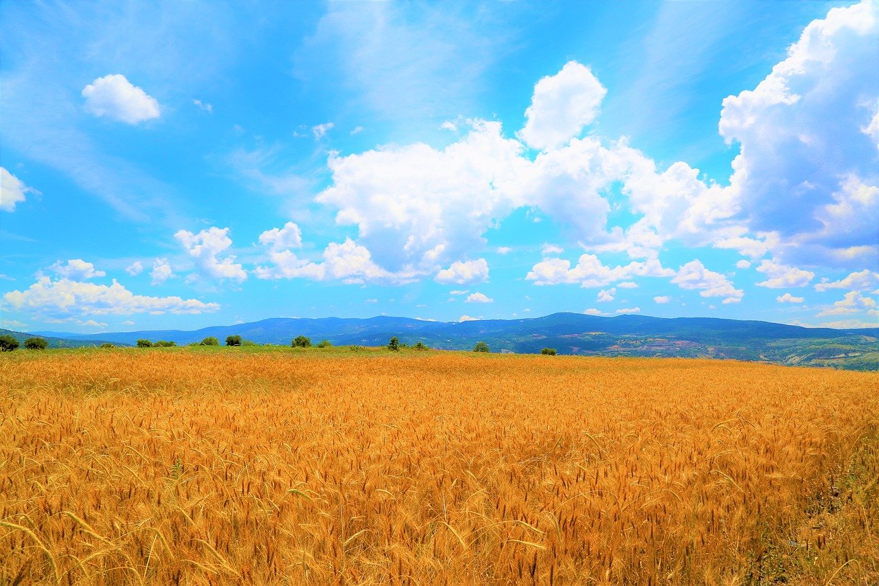 campo de trigo