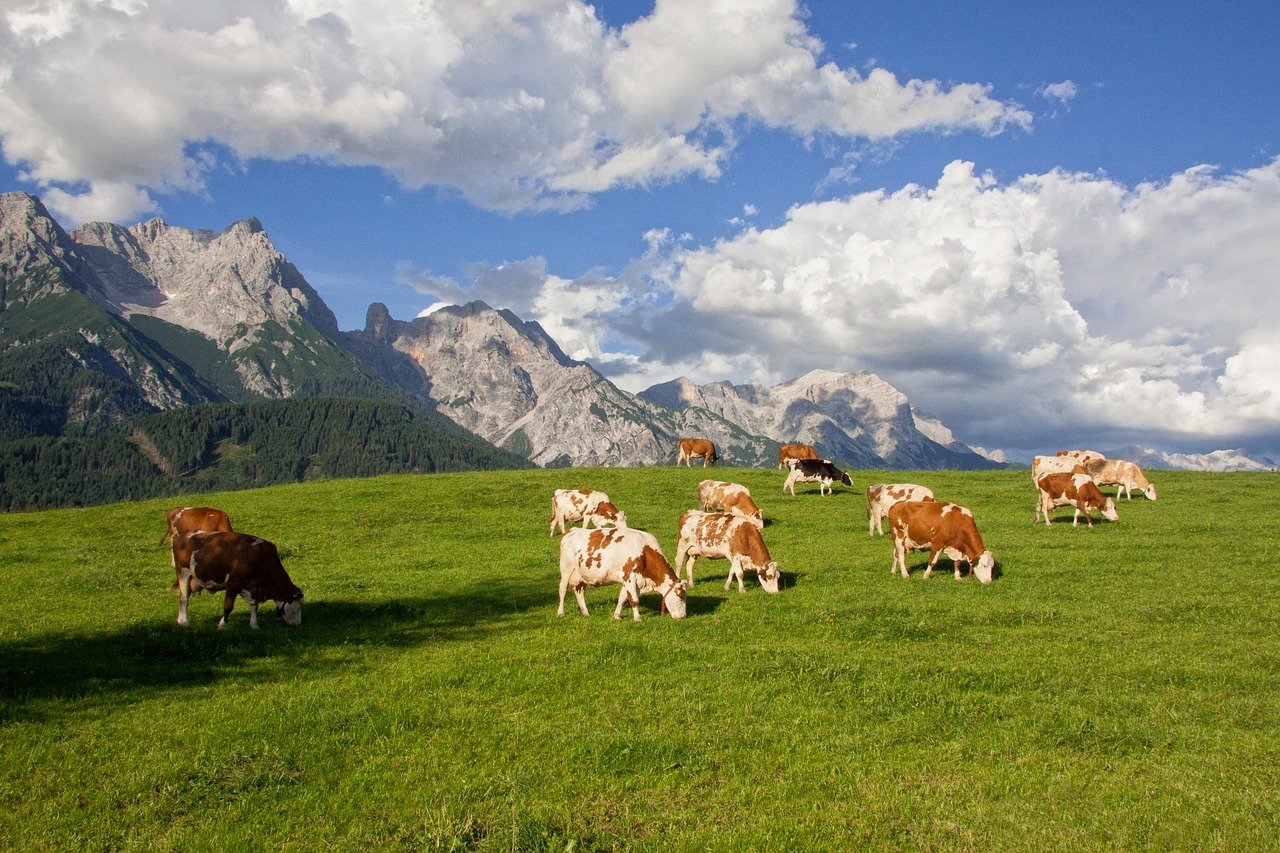 Fotografía de unas vacas pastando en un prado en un paisaje de montaña
