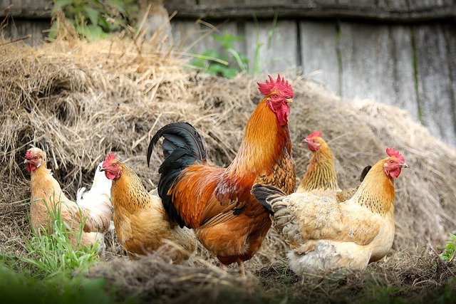 Fotografía de un gallo y varias gallinas