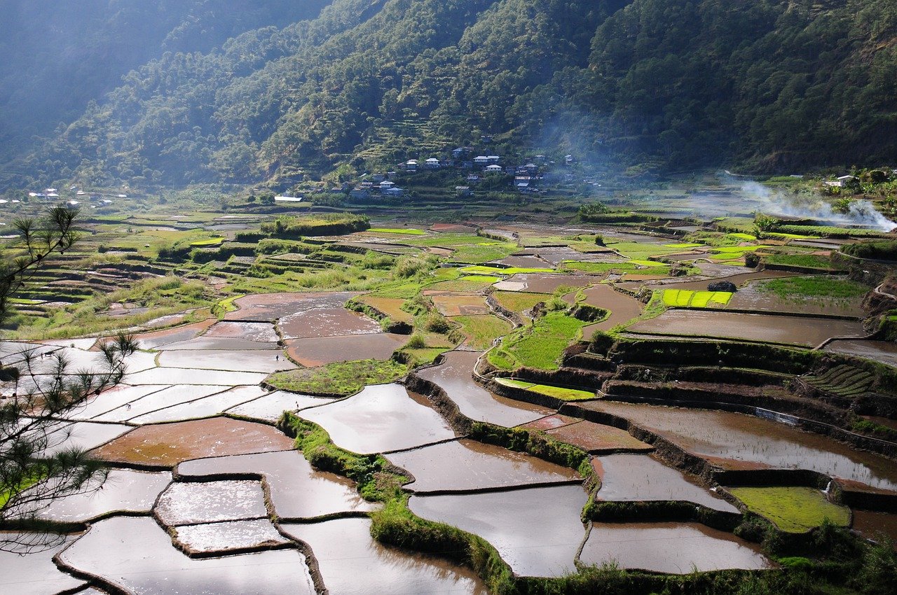 Fotografía de un campo de arroz en terraza