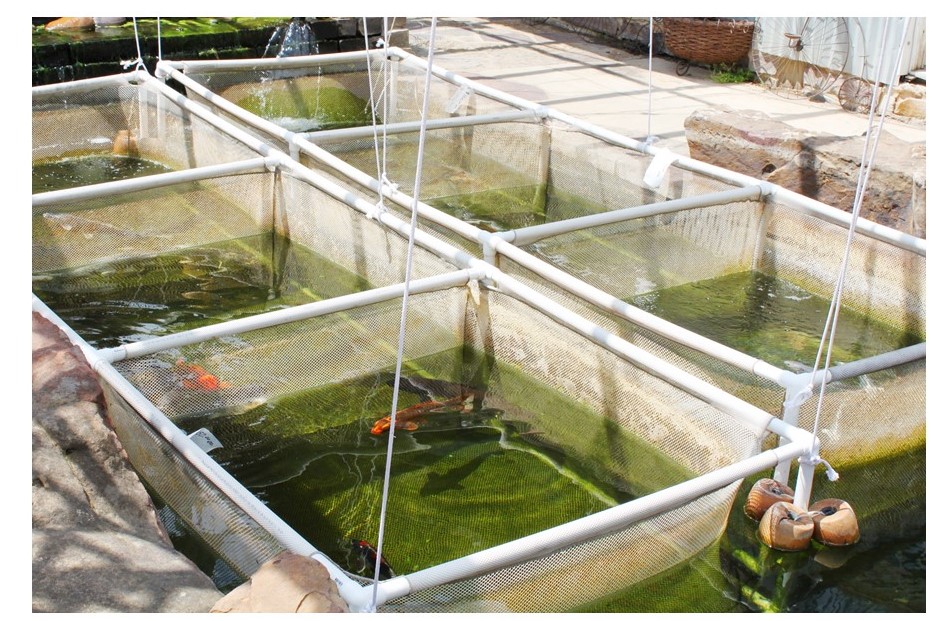 Cría de peces