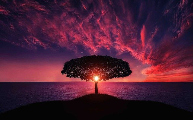 Un árbol frente a una puesta de sol