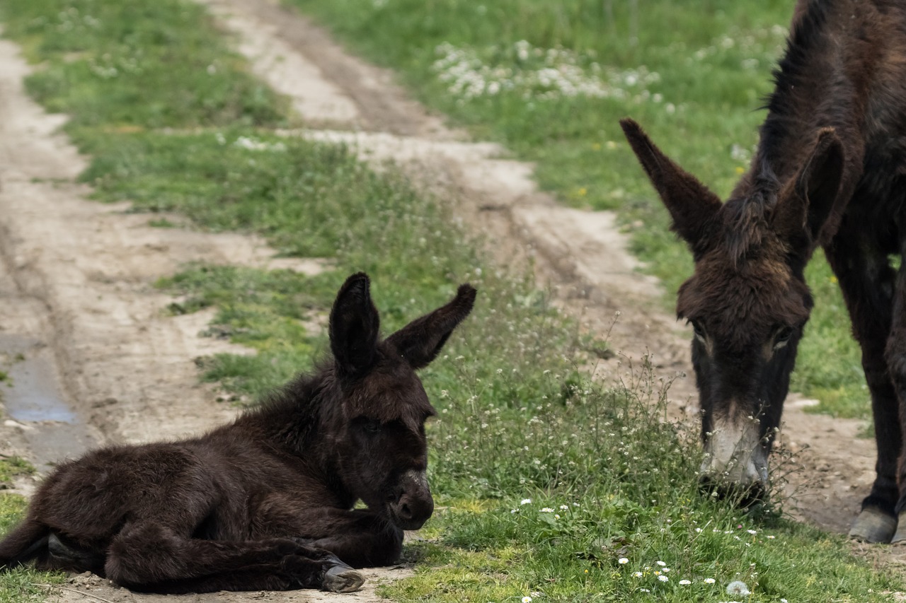 Un burro pequeño descansa en un prado.