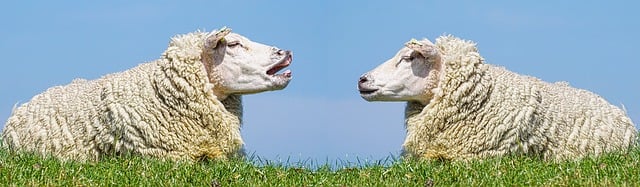 Dos ovejas frente a frente