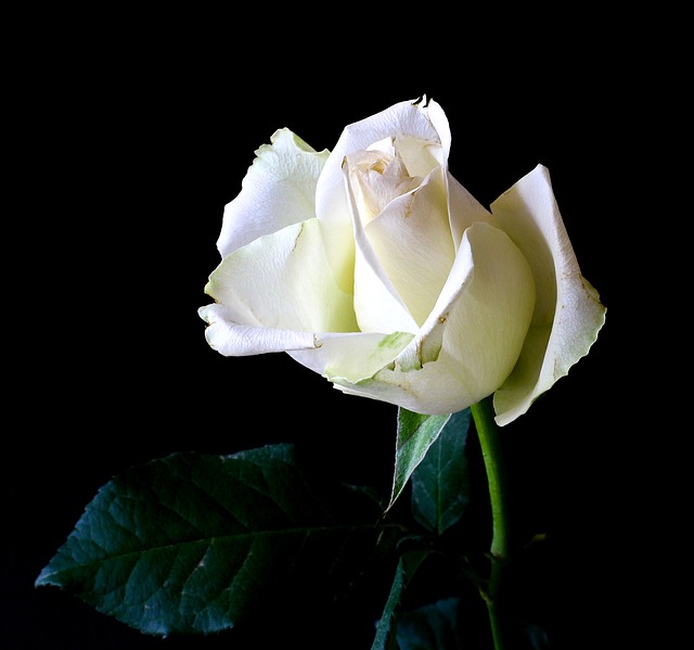 Rosa blanca sobre fondo oscuro