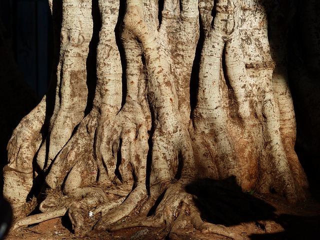 Laurel Raíces de árbol