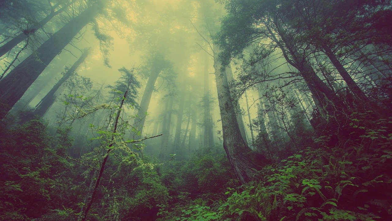 Neblina sobre el bosque