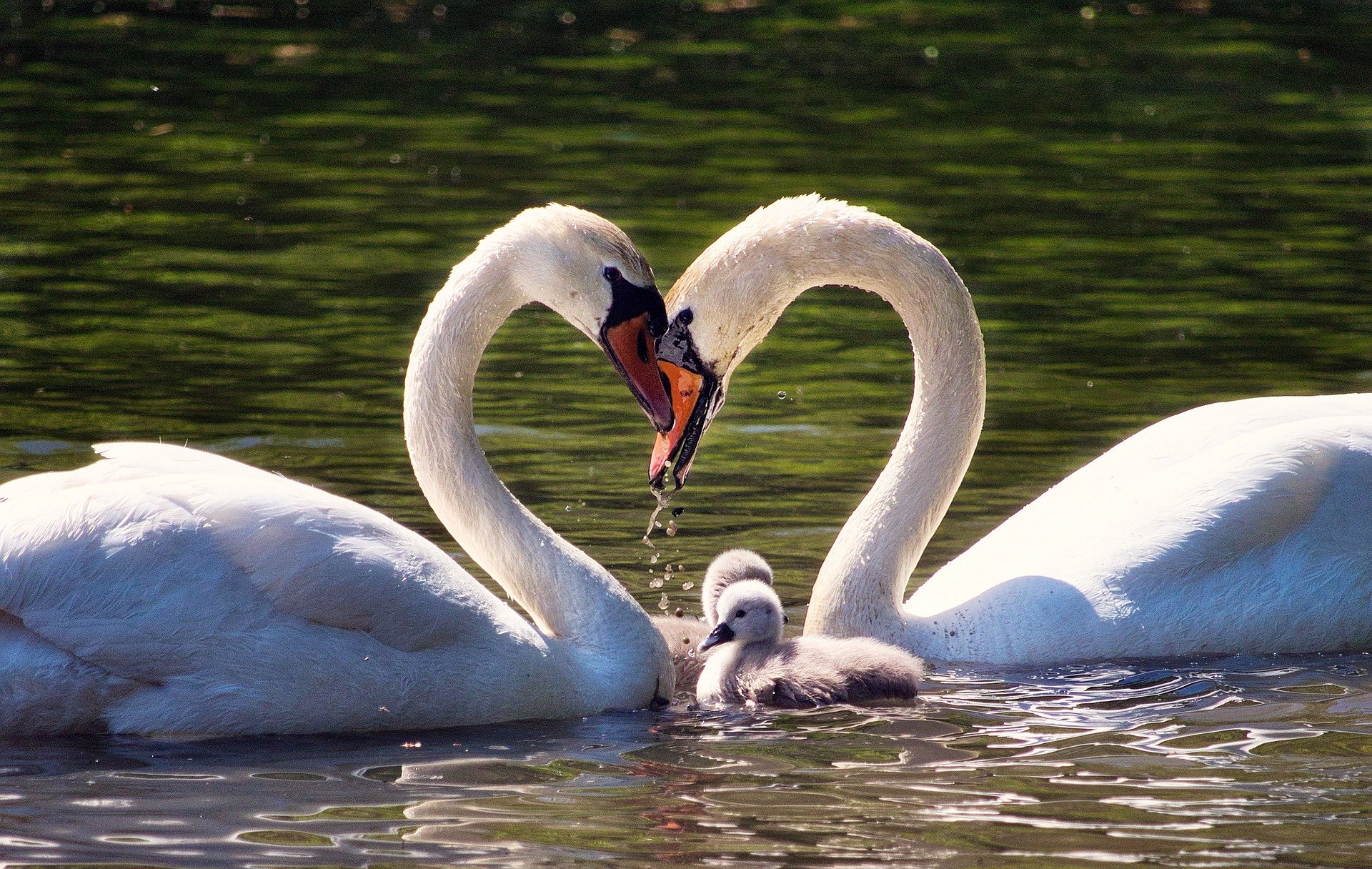 Cisnes Familia de cisnes formando un corazón con sus cuellos