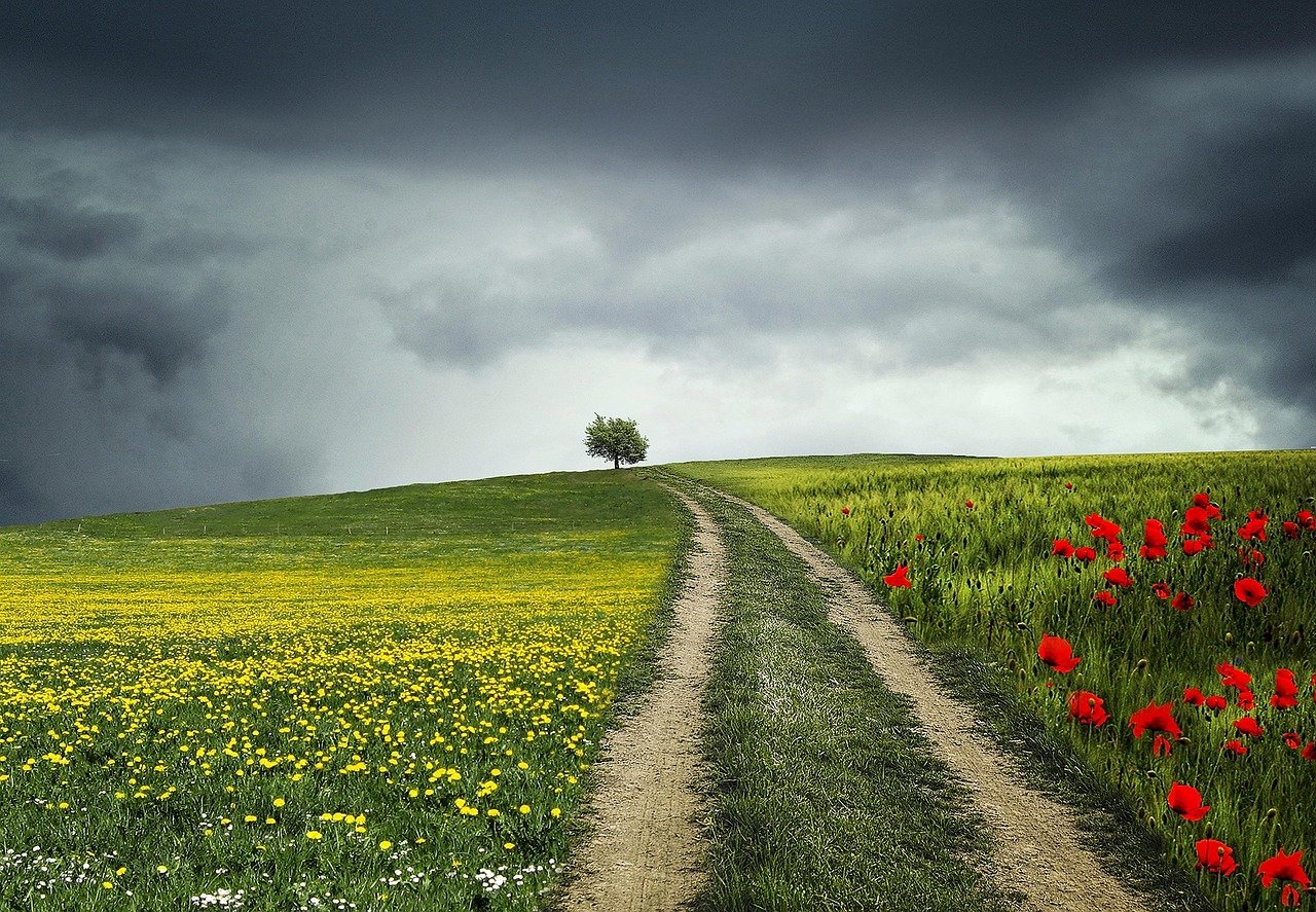 Camino Camino entre flores