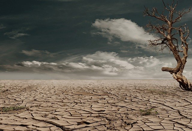 Desierto y árbol seco