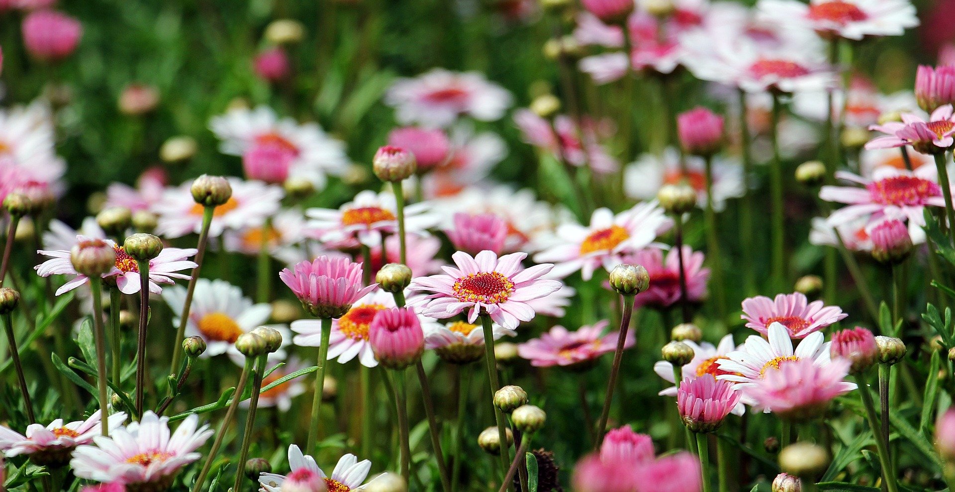marguerite-1507550_1920