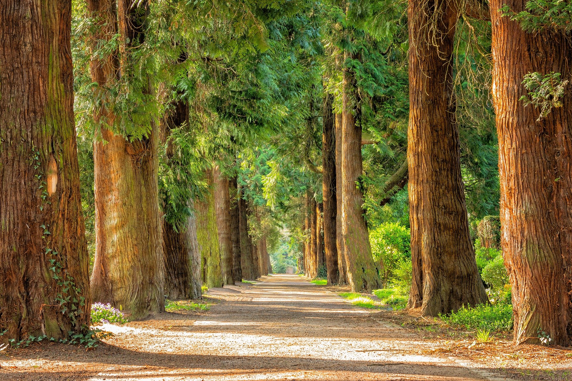 Paseo con árboles