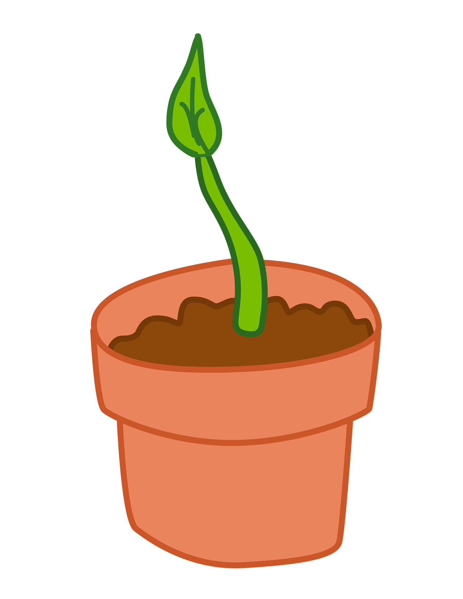Planta en maceta