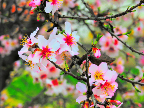 Foto de unos almendros en flor.