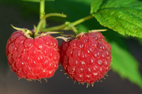 Foto en la que aparece el fruto de frambuesa