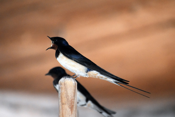 Fotografía de un ave apoyada en una rama. La golondrina