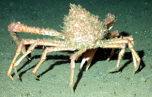 Centollo en el fondo del mar.