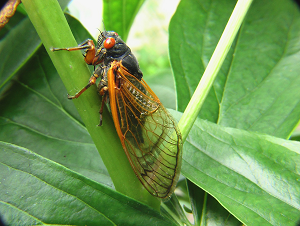 Vistosa cigarra en una hoja verde.