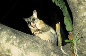 Zarigüeya en un árbol por la noche.