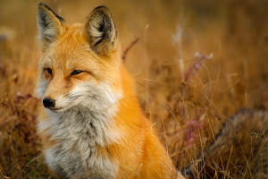 Zorro de pelaje marrón en el bosque