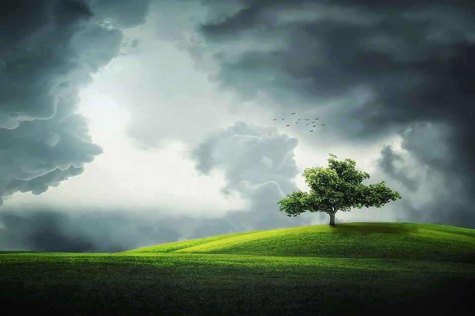 El árbol solitario El árbol está solitario en la colina